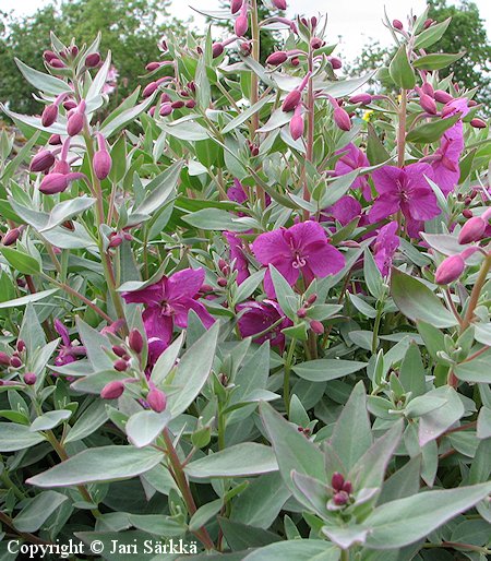 Epilobium latifolium, naalinhorsma